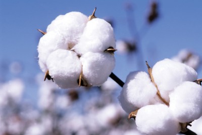 Cotton